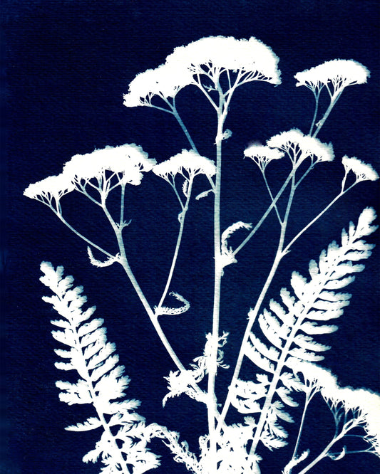 Yarrow Three