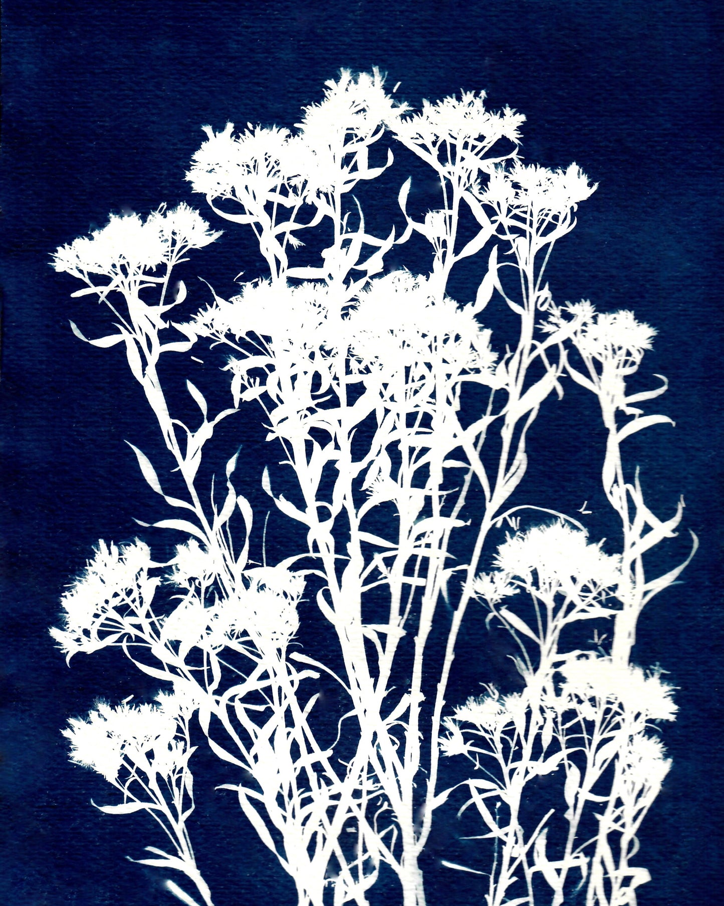 Colorado Alpine Flower One