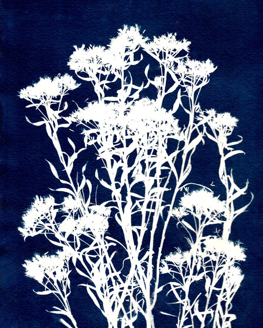 Colorado Alpine Flower One