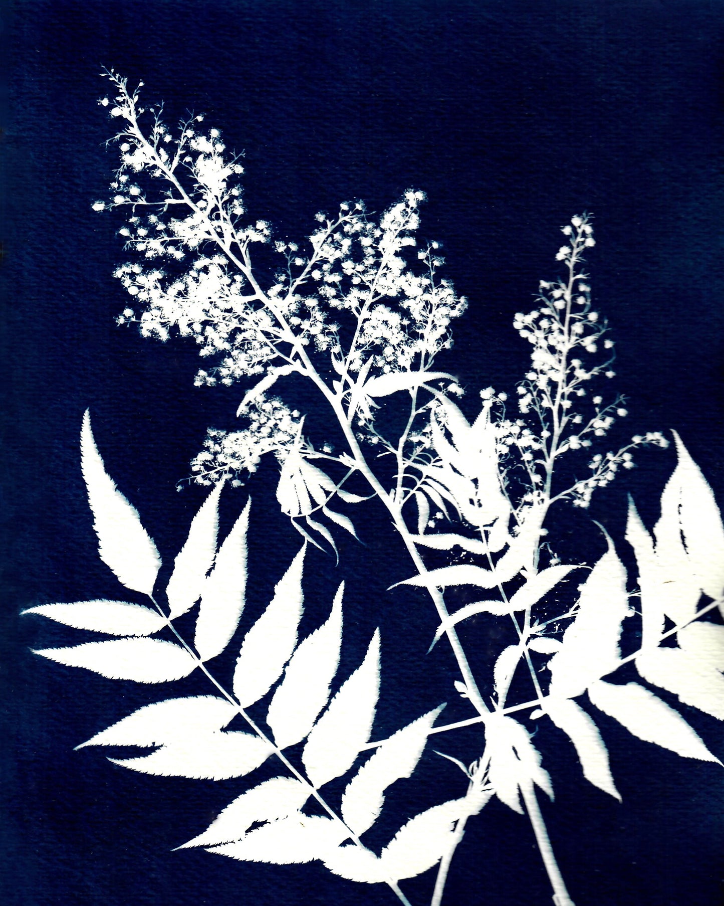Colorado Alpine Flower Two