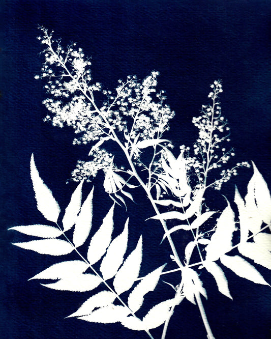 Colorado Alpine Flower Two