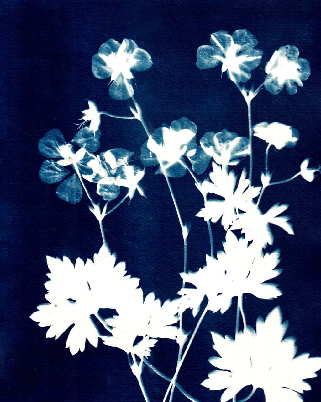 Geranium Rozanne Two