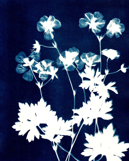 Geranium Rozanne Two
