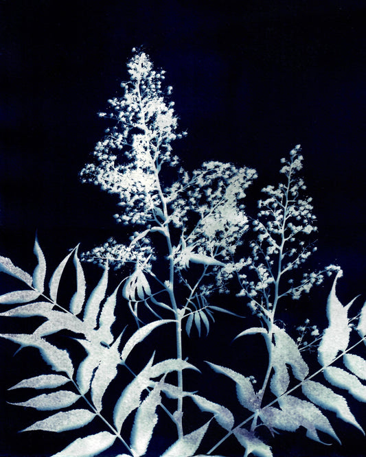 Colorado Alpine Flower Three