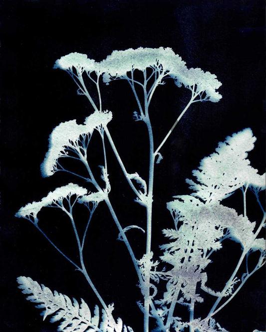 Yarrow One