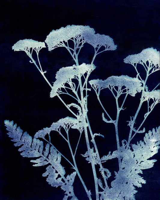 Yarrow Two