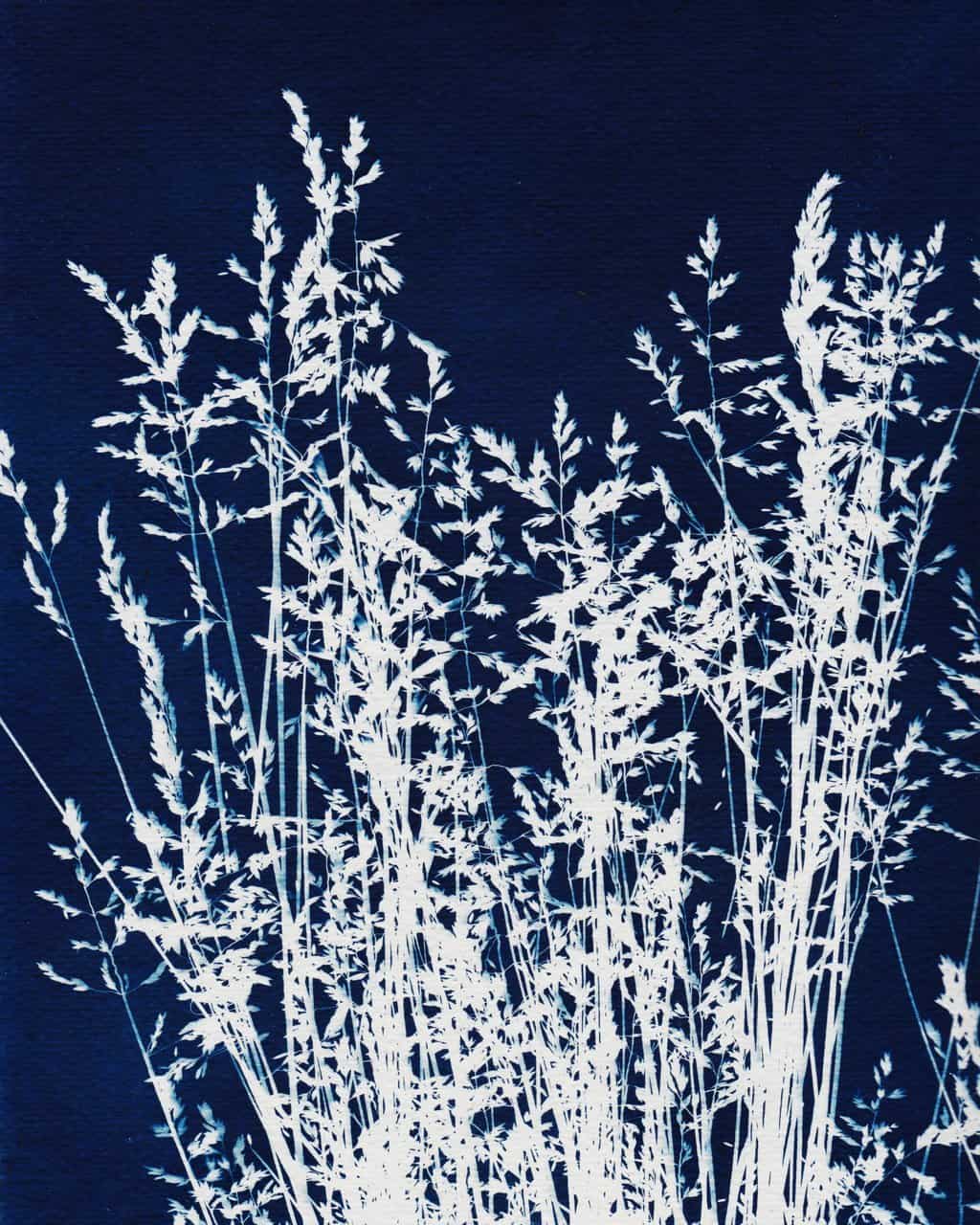 Ornamental Grass One