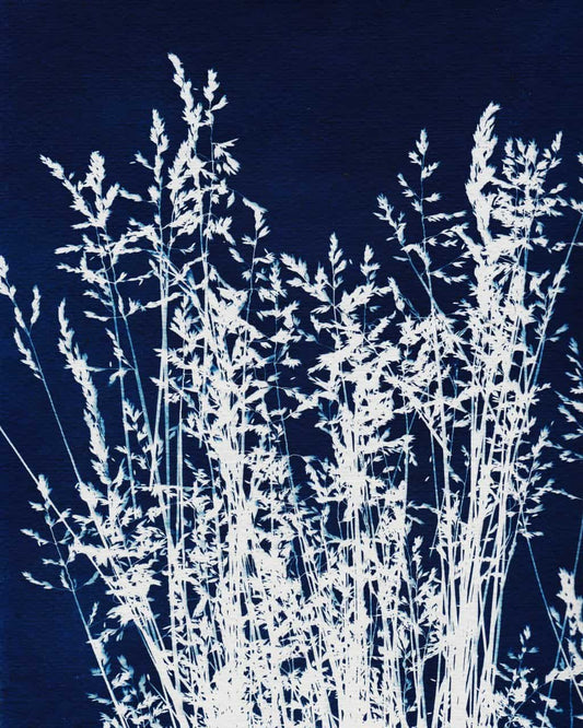 Ornamental Grass One