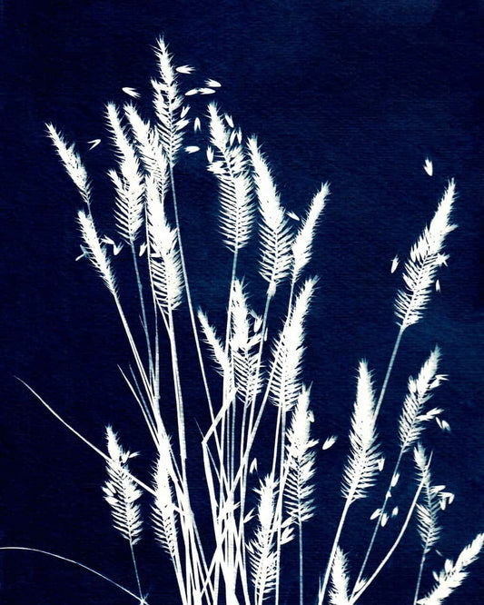 Ornamental Grass Three