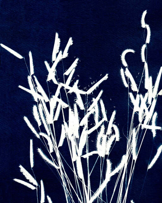 Ornamental Grass Four