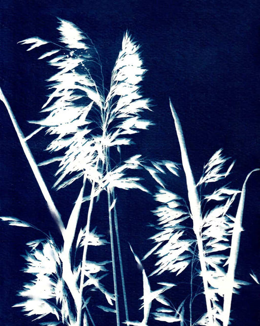 Ornamental Grass Six