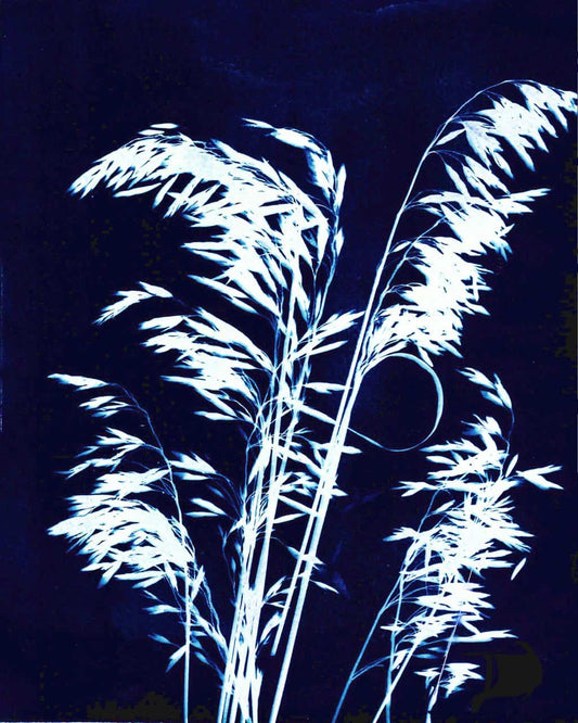 Ornamental Grass Seven