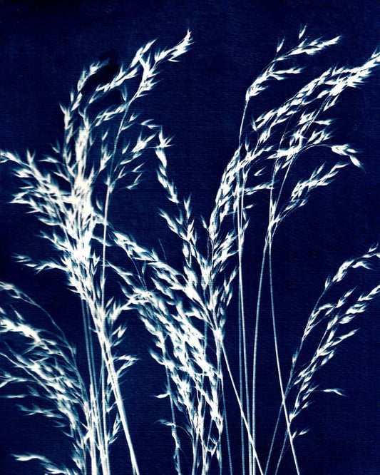 Ornamental Grass Five